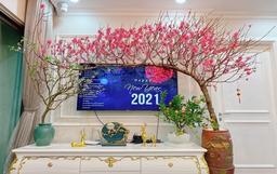 Cành đào dáng huyền có gì đặc biệt mà giá cao vẫn được người người "săn đón"?