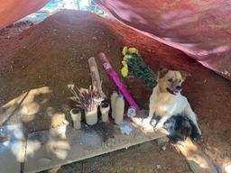 Sạt lở Trà Leng: Rơi nước mắt với hình ảnh đàn chó canh mộ chủ suốt 1 tháng