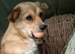 Lịm tim với biểu cảm đáng yêu của chú chó khi bị phạt vì ăn trộm trứng gà