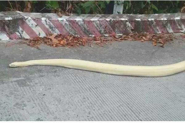 An Giang: Trăn bạch tạng khủng trườn bò lên núi Sam, được cho là rắn thần