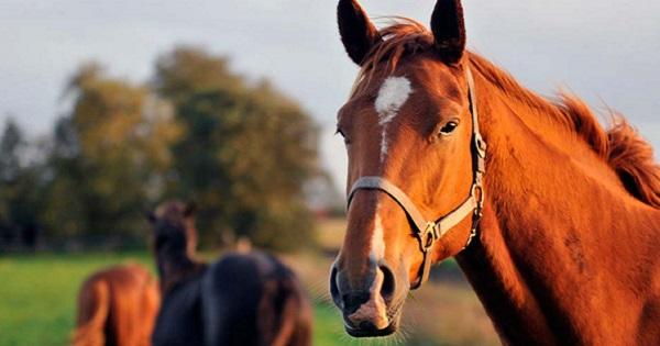 Israel: Lần đầu tiên phát hiện ngựa nhiễm một chủng Covid-19