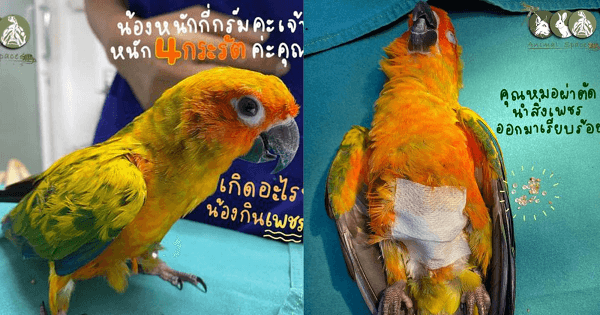Chú vẹt phải nhập viện vì nuốt 21 viên kim cương