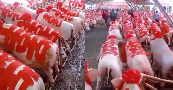 Bà mẹ của năm: Con gái lấy chồng, mẹ "hồi môn" 288 con lợn dán chữ hỷ đỏ rực cả xóm