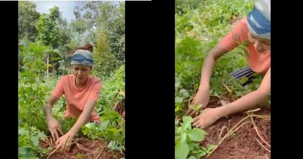 Hoa hậu H'Hen Niê rũ bỏ xiêm y lộng lẫy đi mót khoai lang