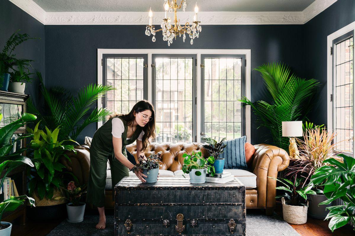 4 sai lầm phải tránh khi trồng cây cảnh để trang trí nhà