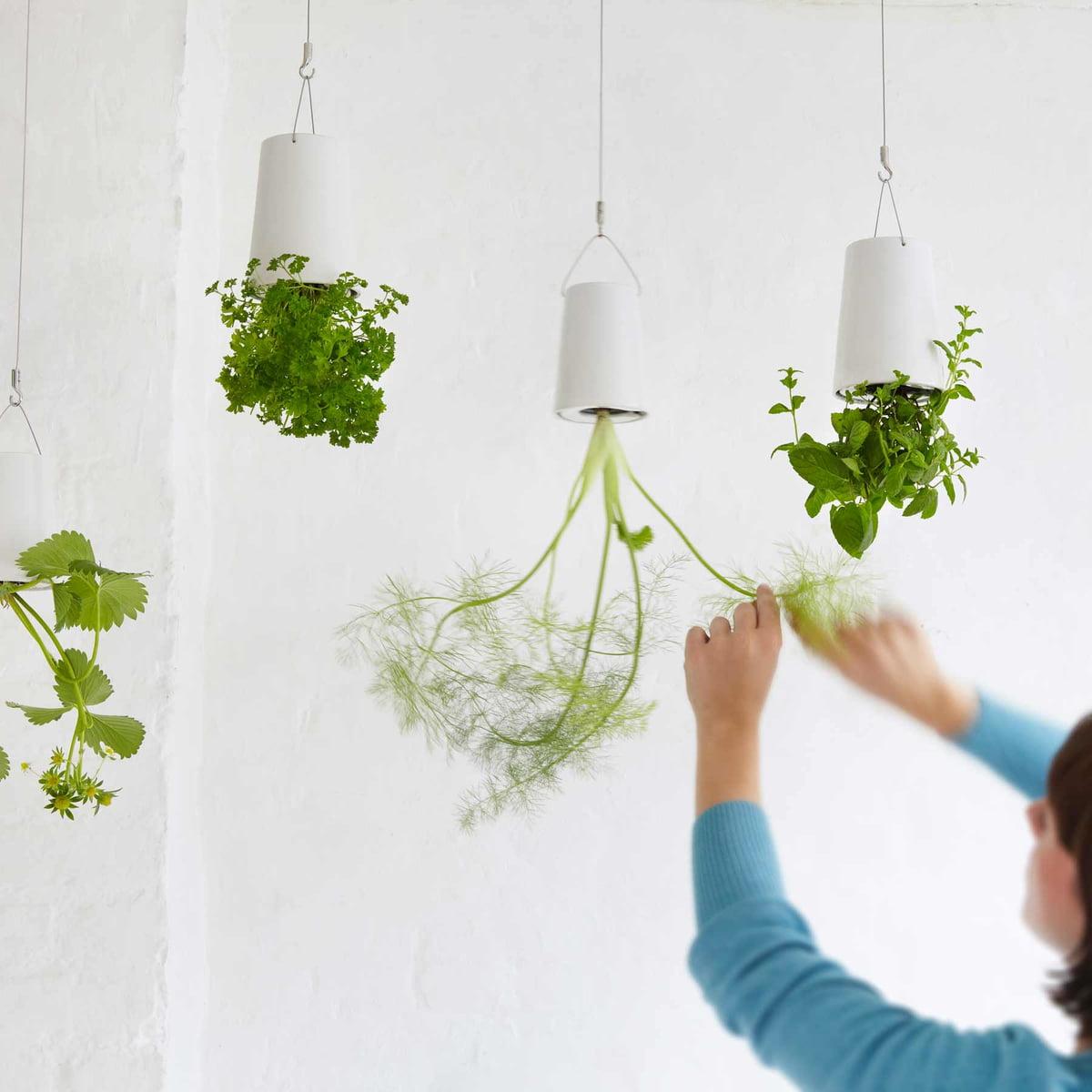 Hướng dẫn 4 bước tự trồng một “chậu cây úp ngược” cho nhà thêm độc lạ