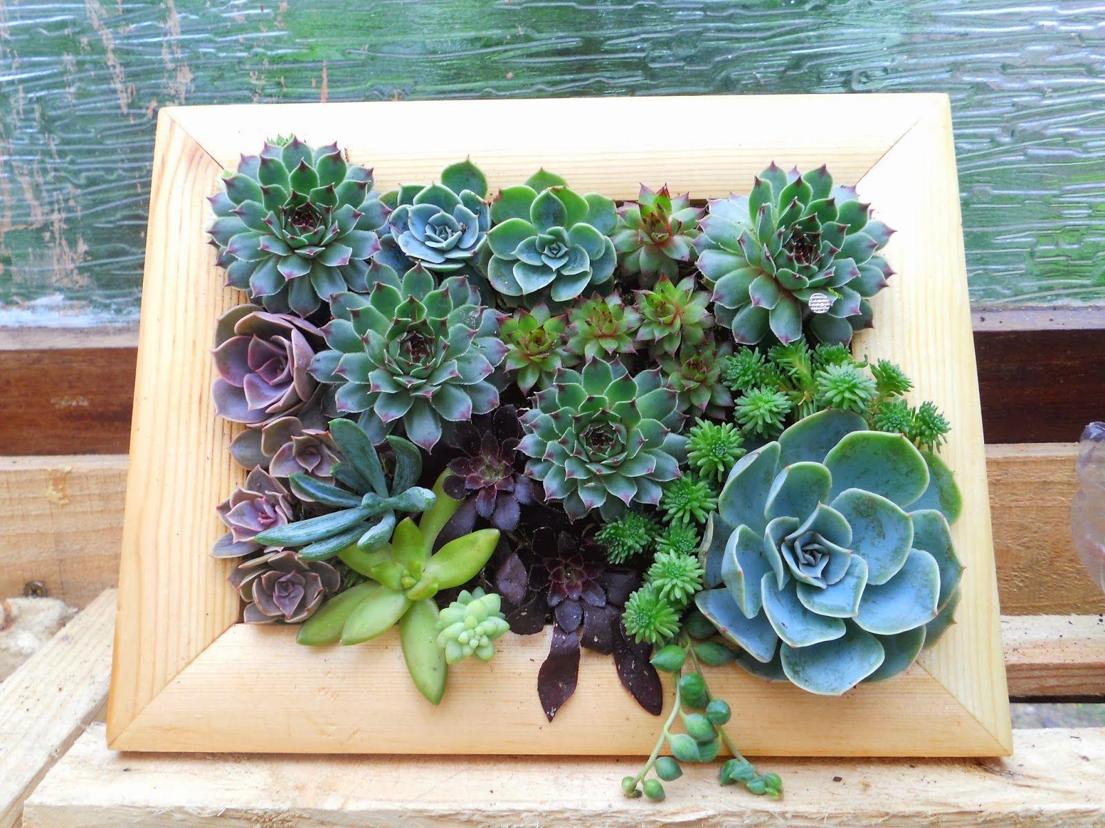 Hướng dẫn trồng sen đá siêu đẹp và siêu lạ trong... khung tranh