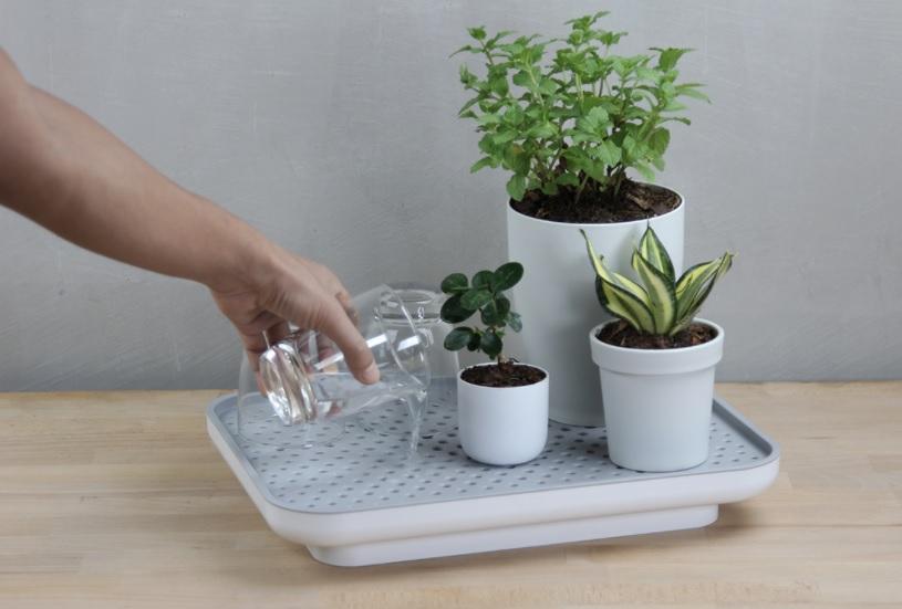 Oasis Tray, khay nước tiền triệu cho người thích sống xanh và ưa công nghệ