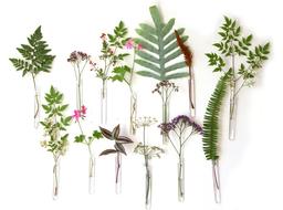 Trang trí tường nhà ngày Tết sống động với lọ hoa tự làm bằng... ống nghiệm