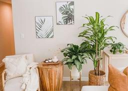 10 loại cây cảnh vừa thanh lọc không khí vừa làm đẹp nhà ngày Tết