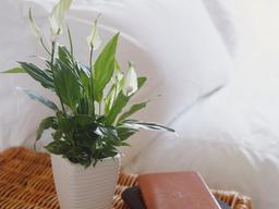 Trồng 6 loại hoa, cây cảnh này nhà vừa đẹp vừa dễ có giấc ngủ ngon