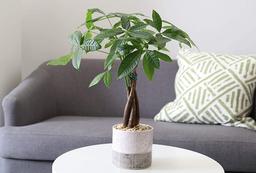 Tất tần tật về cây kim ngân, loài cây cảnh trang trí nhà đẹp lại rước tài lộc về nhà