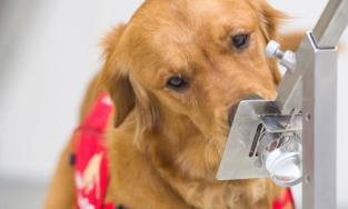 Chó có thể phát hiện ra người nhiễm Covid-19