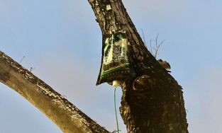 Hà Nội: Hàng sưa quý được truyền dịch “cấp cứu” trước nguy cơ chết khô