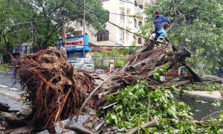 Lý do 15.000 cây xanh tại Huế gãy đổ dù bão chỉ cấp 8-9
