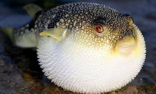 Đà Nẵng: Loài cá chứa độc tố cao sẽ được chế biến xuất khẩu