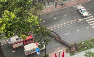 TP.HCM: Nạn nhân bị cây đè trúng tử vong