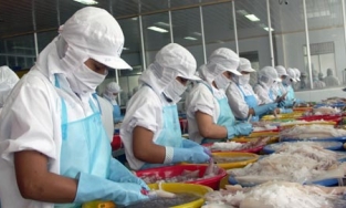 Sản lượng xuất khẩu mực và bạch tuộc tăng mạnh