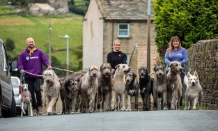 Hai vợ chồng sống cùng bầy chó săn khổng lồ 13 con