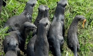 Thấy kỳ đà đánh nhau dữ dội trên bờ, rái cá dưới sông lao lên 'hóng hớt'