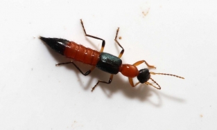 Cách sơ cứu khi bị nhiễm độc kiến ba khoang