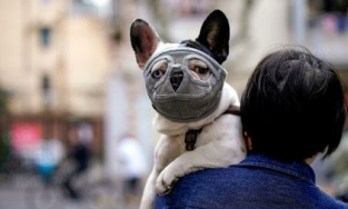 26 loài động vật có nguy cơ cao lây nhiễm Covid-19