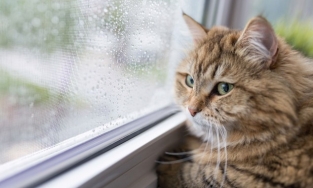 Cô mèo đến nghĩa trang thăm mộ chủ mỗi ngày suốt 2 năm chia xa