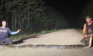 Bắt được trăn khổng lồ Miến Điện dài 5,76m