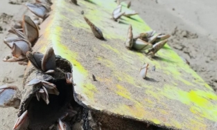 Ngư dân tìm thấy mảnh vỡ nghi là của máy bay MH370 mất tích 6 năm trước