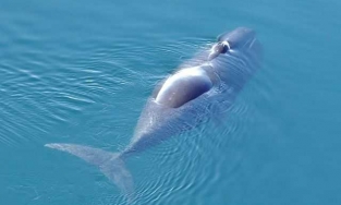 5 loài vật sống lâu nhất hành tinh