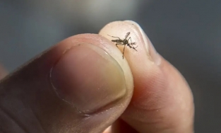 Cô gái có sở thích sưu tầm xác muỗi