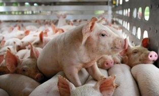 Hà Nam bác tin giá lợn hơi giảm mạnh còn 55.000 đồng/kg