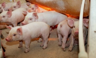 Giá thịt heo hơi ngày 20/10: Tăng giảm trái chiều từ 1.000 - 2.000 đồng