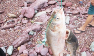 Người dân liều mình săn cá lớn dưới chân hồ Kẻ Gỗ