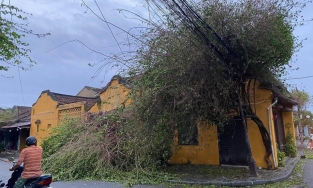 Bụi hoa giấy 'sống ảo' tại Hội An đã tan hoang trong bão số 9