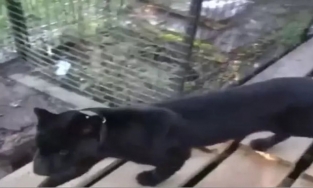 Trả 3,5 triệu đồng để được gãi bụng báo đen, người đàn ông bị lột da đầu