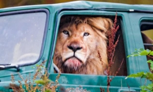 Sư tử ngồi trên ghế lái ô tô để chuẩn bị đi săn mồi