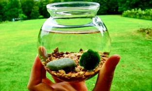 Loại tảo kỳ lạ được người Nhật Bản coi như báu vật