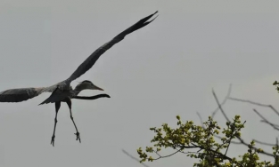 Bức ảnh chim diệc và cá kình bay trên bầu trời và sự thật bất ngờ phía sau