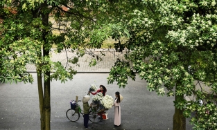 Mang cả hoa sữa về nhà cắm: Loài hoa 'đặc sản' mùa thu Hà Nội tiếp tục gây tranh cãi không hồi kết