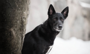 Những anh chàng 'Black man' quyến rũ nhất thế giới động vật