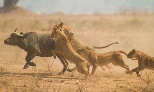 Sư tử cái phải chăm con 1 mình suốt 6 tuần đầu sau sinh dù sống cùng chồng