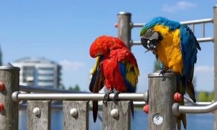 Giải mã lý do vẹt sống thọ đến 80 tuổi