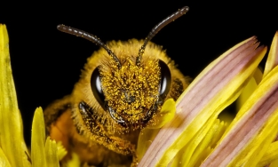 Vì sao ong sẽ 'lên thiên đàng' sau khi đốt người?