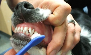 Phương pháp đánh răng hiệu quả cho cún cưng