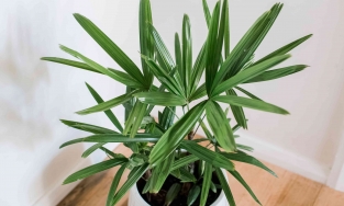 8 cây cảnh trong nhà dành cho người lười, bỏ bê cả tháng vẫn xanh tốt như thường
