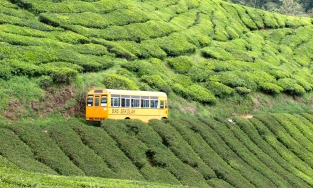 Cao nguyên Cameron nơi nghỉ dưỡng tuyệt vời của du khách khi tới Malaysia