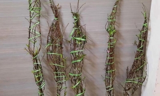 Đào rừng nở giữa mùa thu, dân Hà thành đặt mua tới tấp