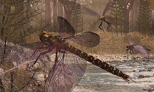 Chuồn chuồn: Loài côn trùng biết bí mật về sự ra đời của con người
