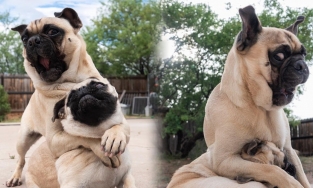 Hai anh em chó Pug nổi tiếng vì tài 'diễn sâu' như 'idol' Nguyễn Văn Dúi